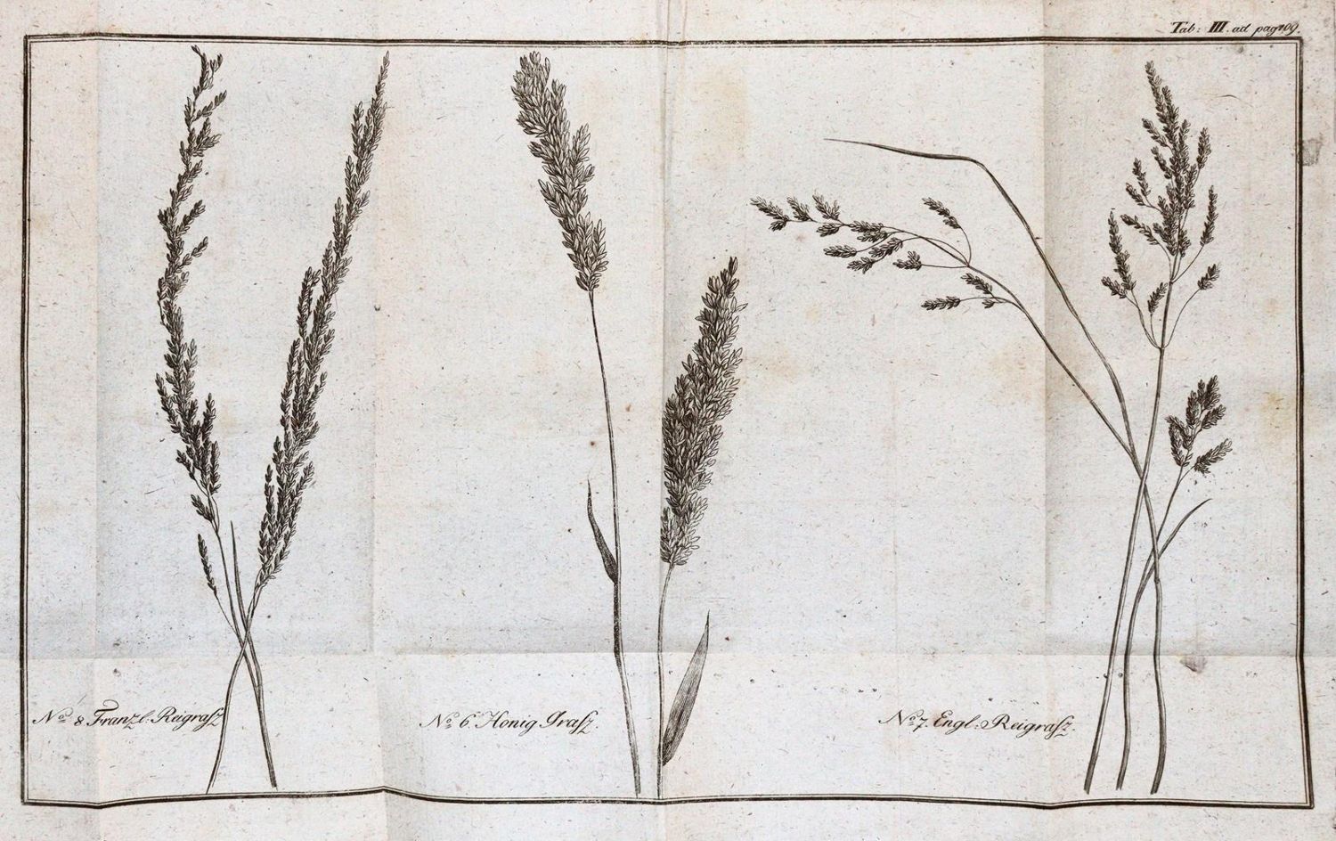 Große Abbildung Nr.2: 143-1004 Fuß,F.: (Land- und Forstwirtschaft, Landwirtschaft)