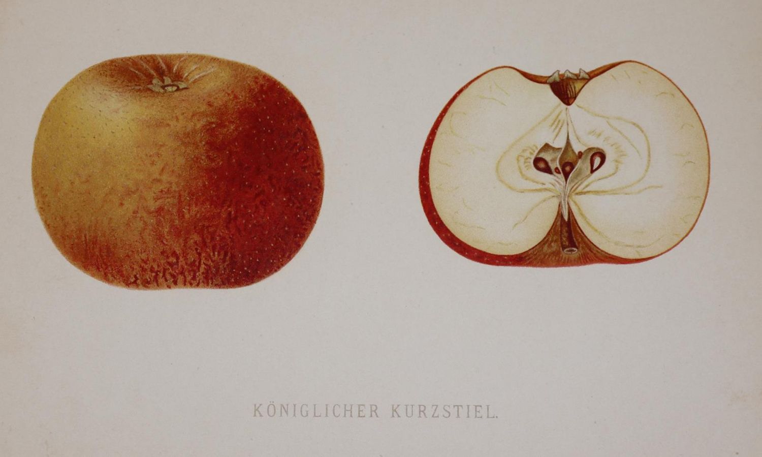 Große Abbildung Nr.2: 143-1015 Mengelberg,J.: (Land- und Forstwirtschaft, Pomologie)