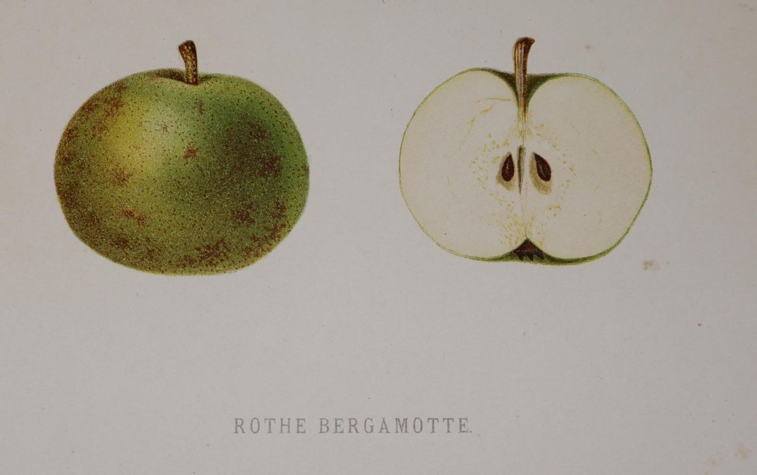 Große Abbildung Nr.3: 143-1015 Mengelberg,J.: (Land- und Forstwirtschaft, Pomologie)