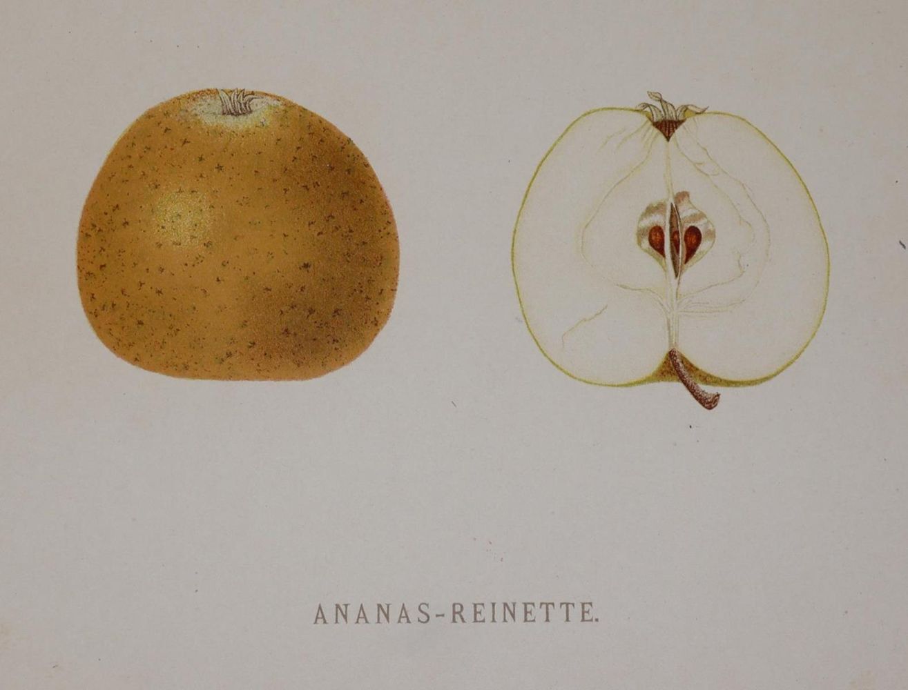 Große Abbildung Nr.4: 143-1015 Mengelberg,J.: (Land- und Forstwirtschaft, Pomologie)