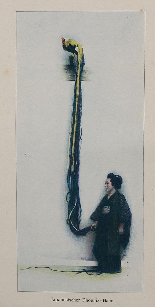 Große Abbildung Nr.1: 143-1016 Beeck,A.: (Land- und Forstwirtschaft, Tierhaltung, Geflügel)