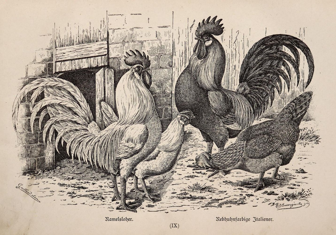 Große Abbildung Nr.2: 143-1017 Bungartz,J.: (Land- und Forstwirtschaft, Tierhaltung, Geflügel)
