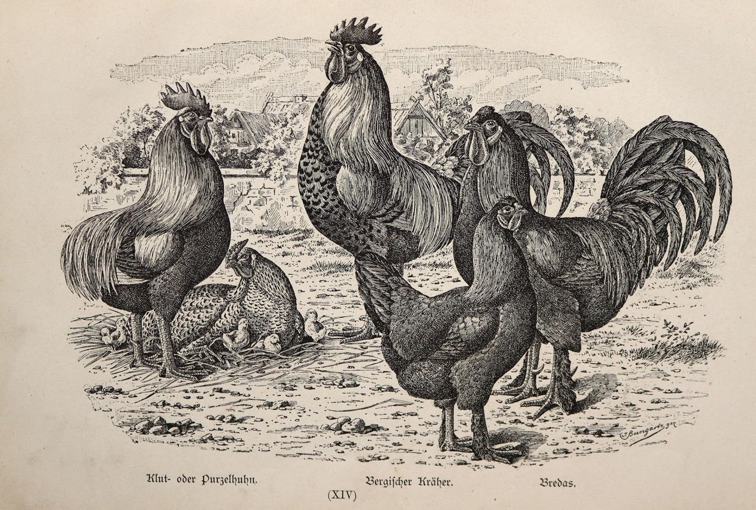 Große Abbildung Nr.3: 143-1017 Bungartz,J.: (Land- und Forstwirtschaft, Tierhaltung, Geflügel)