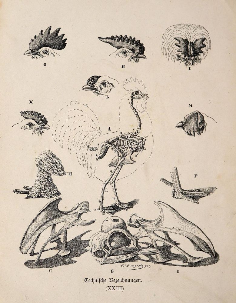 Große Abbildung Nr.4: 143-1017 Bungartz,J.: (Land- und Forstwirtschaft, Tierhaltung, Geflügel)