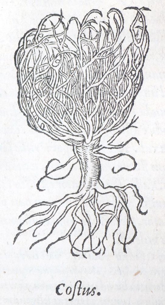 Große Abbildung Nr.1: 143-102 Dioscorides,P.: (Alte Drucke, Handschriften und Theologie)