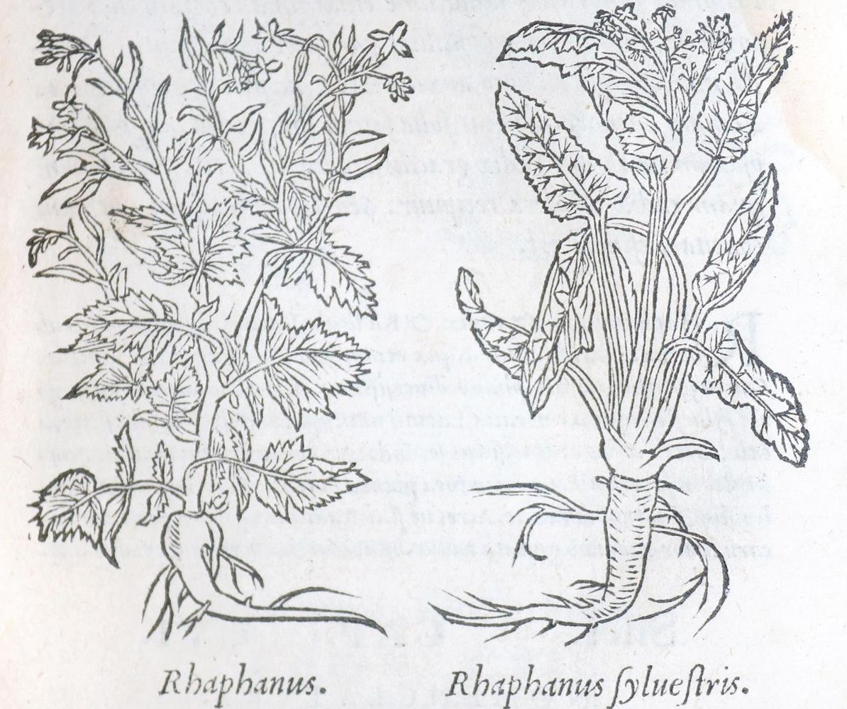 Große Abbildung Nr.2: 143-102 Dioscorides,P.: (Alte Drucke, Handschriften und Theologie)