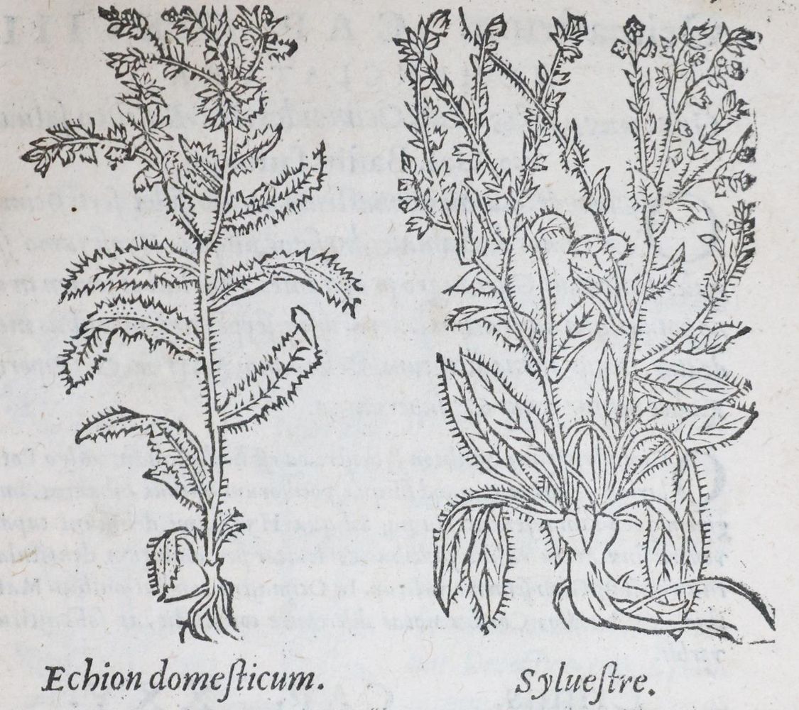 Große Abbildung Nr.3: 143-102 Dioscorides,P.: (Alte Drucke, Handschriften und Theologie)