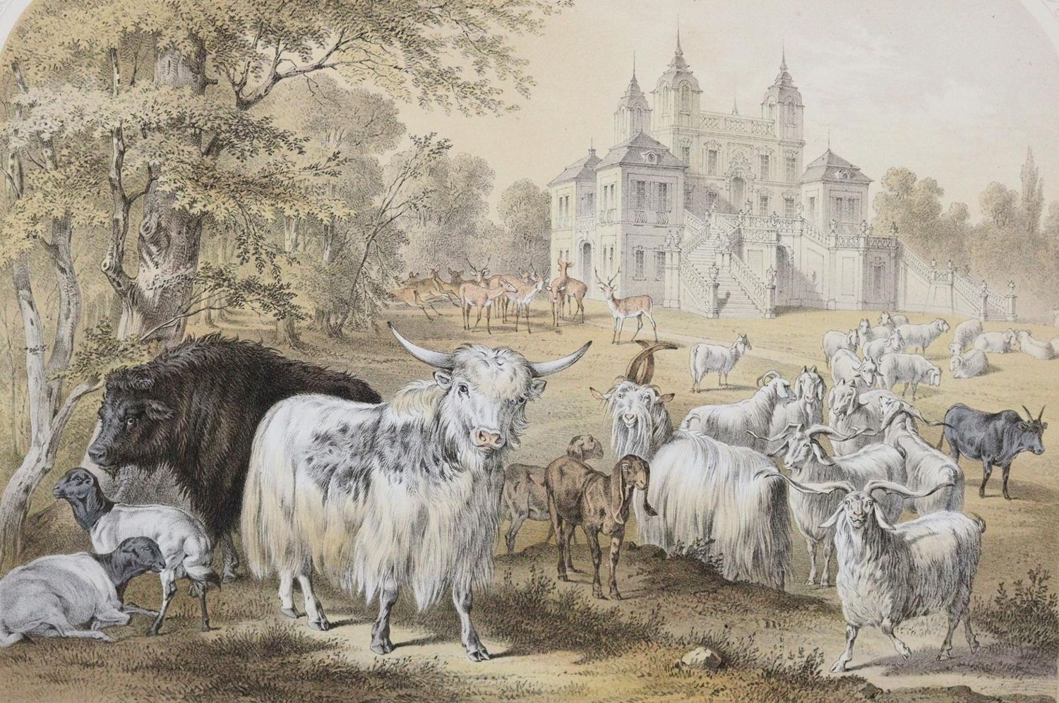 Große Abbildung Nr.4: 143-1021 Schmidt,F.v.: (Land- und Forstwirtschaft, Tierhaltung)