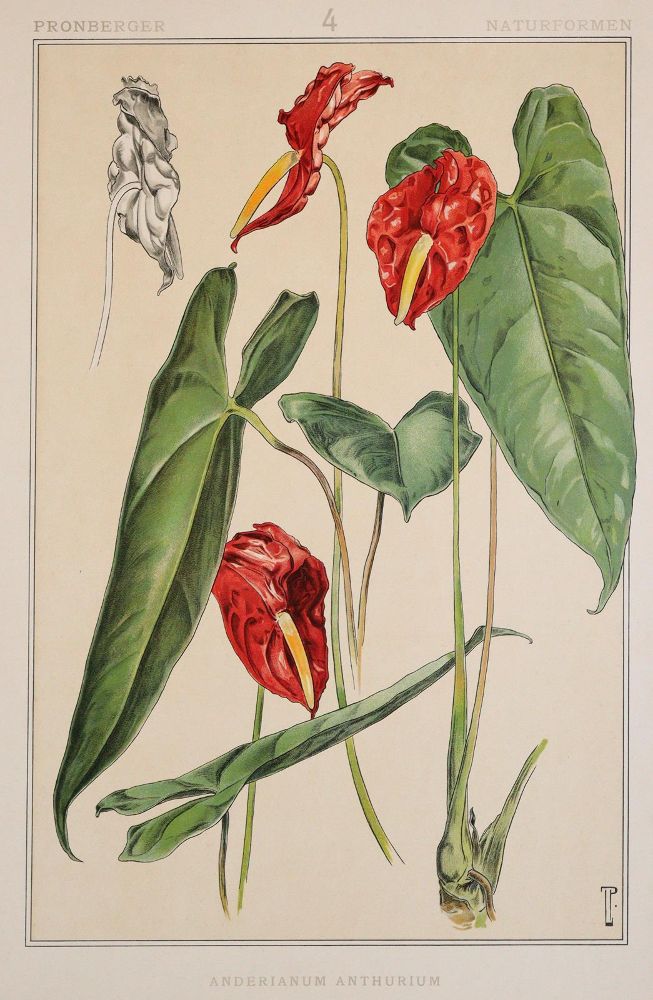 Große Abbildung Nr.2: 143-1091 Pronberger,L.: (Ornamente, Jugendstil)