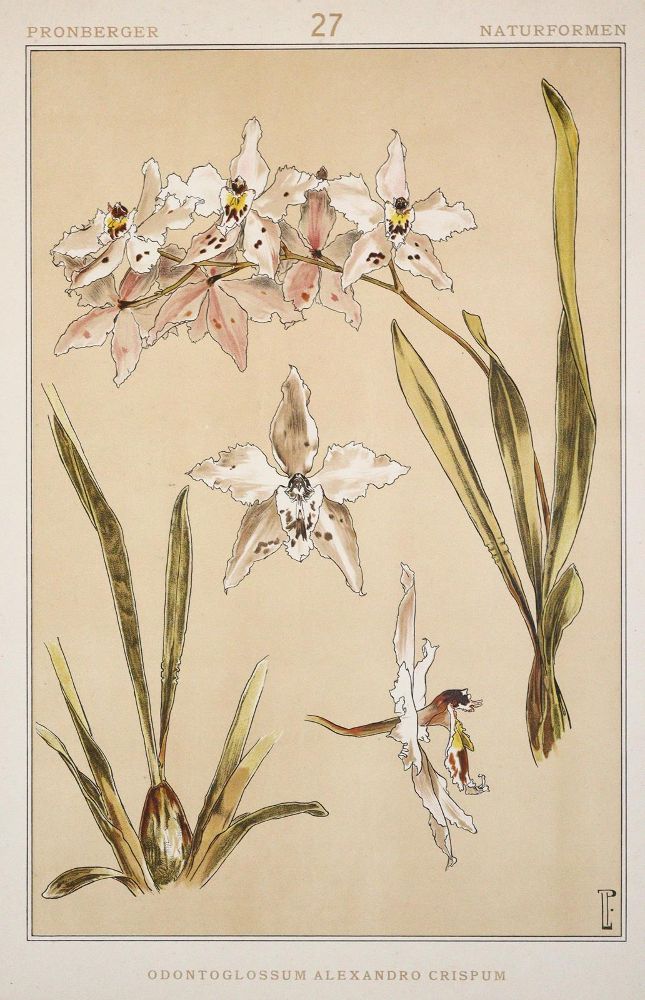 Große Abbildung Nr.4: 143-1091 Pronberger,L.: (Ornamente, Jugendstil)