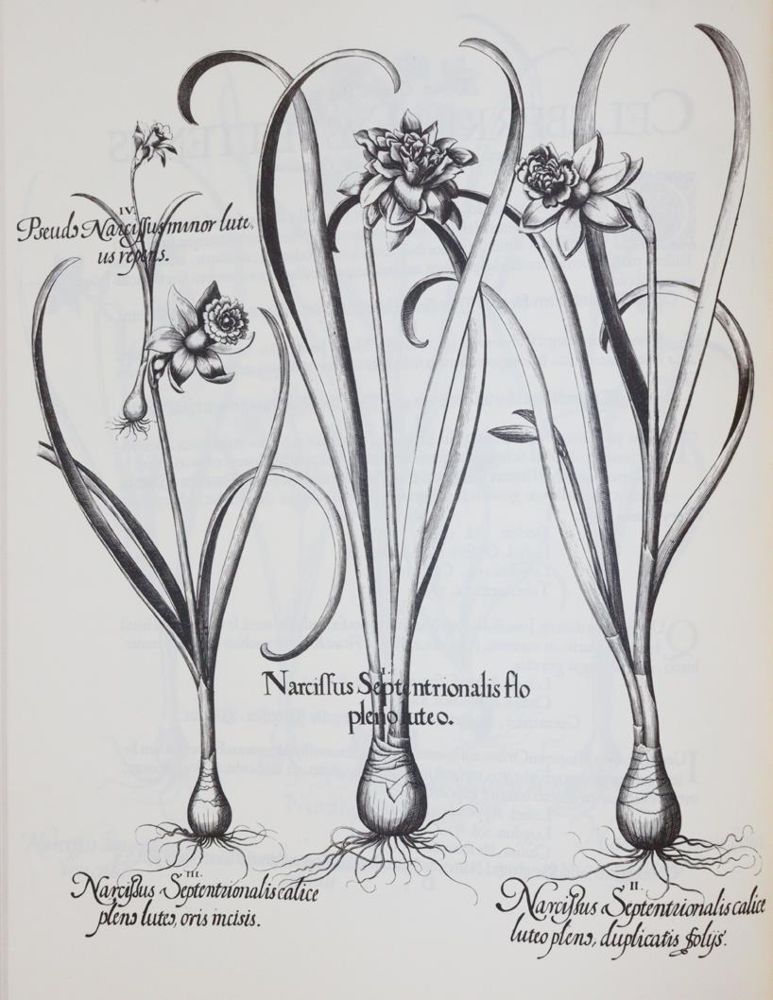 Große Abbildung Nr.1: 143-1131 Besler,B.: (Faksimile)