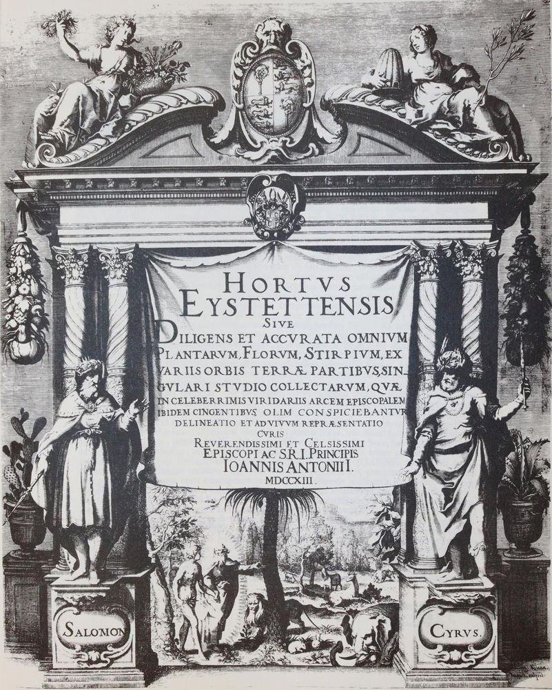 Große Abbildung Nr.3: 143-1131 Besler,B.: (Faksimile)