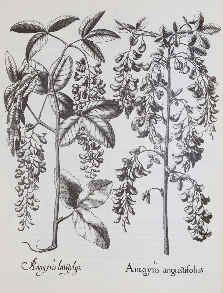Große Abbildung Nr.4: 143-1131 Besler,B.: (Faksimile)