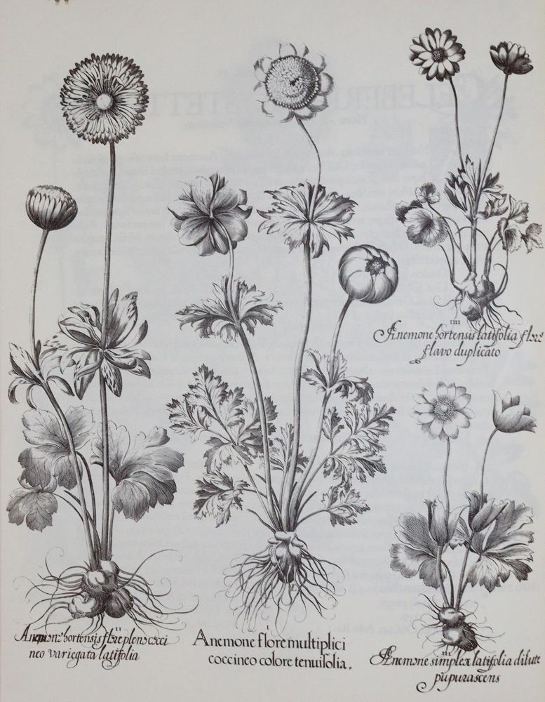 Große Abbildung Nr.5: 143-1131 Besler,B.: (Faksimile)