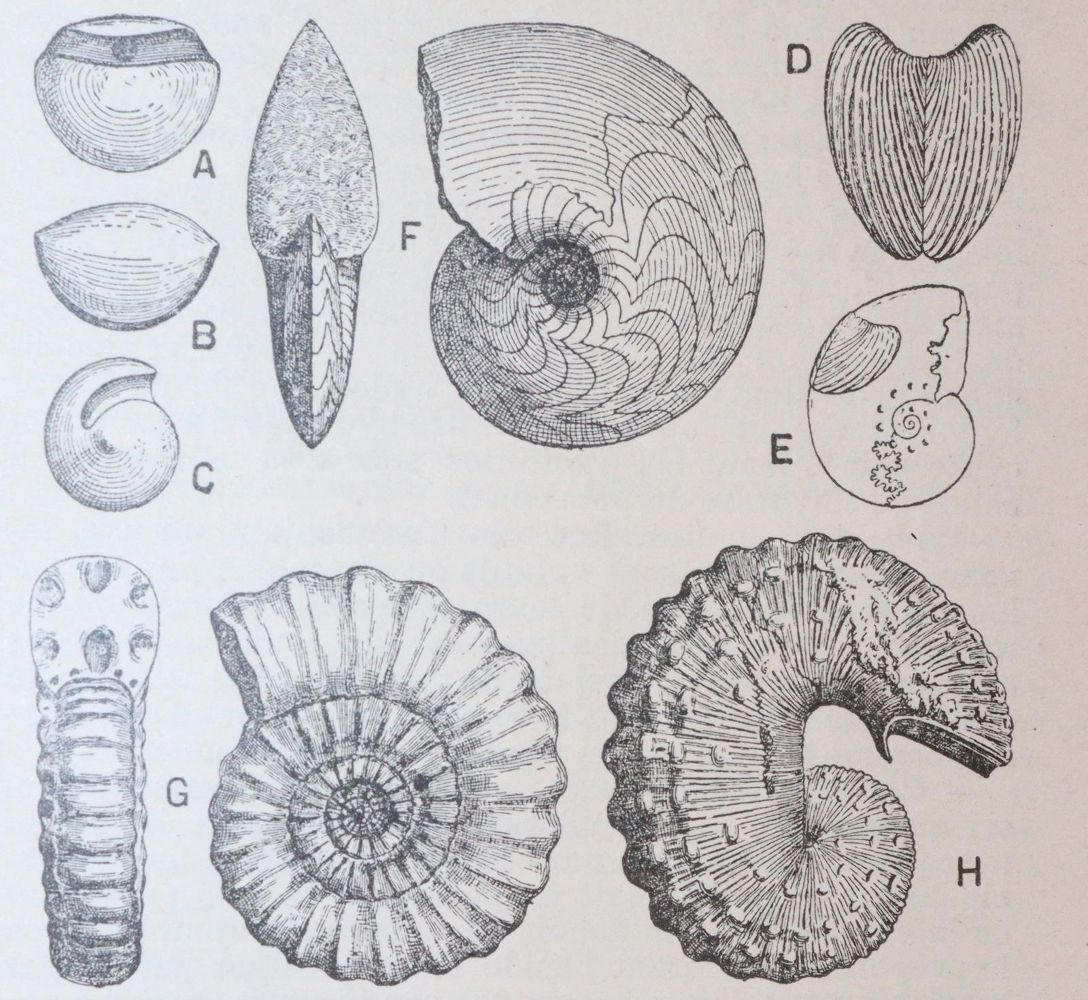 Große Abbildung Nr.3: 143-1185 Nouveau Larousse illustre.: (Lexika - Wörterbücher - Sprachwissenschaften)