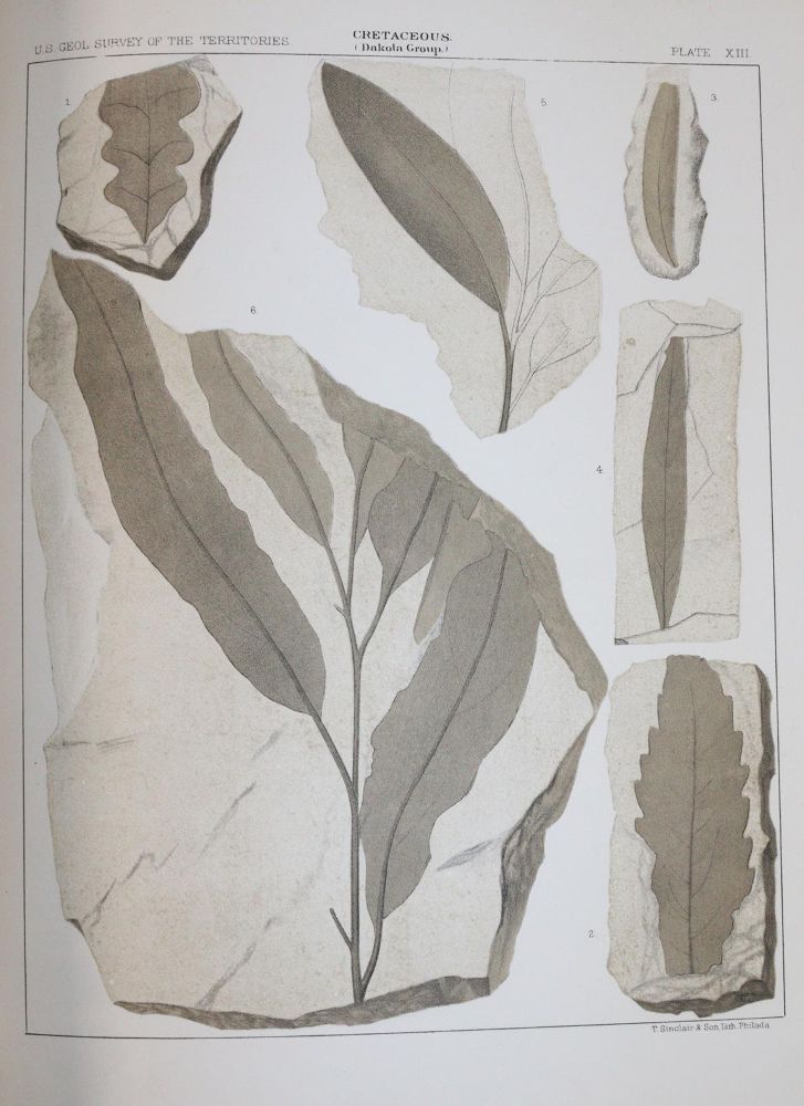 Große Abbildung Nr.3: 143-1779 Newberry,J.S.: (Botanik, Amerika)