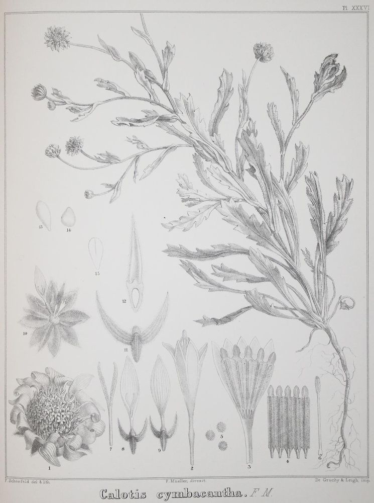 Große Abbildung Nr.2: 143-1780 Mueller,F.v.: (Botanik, Australien)