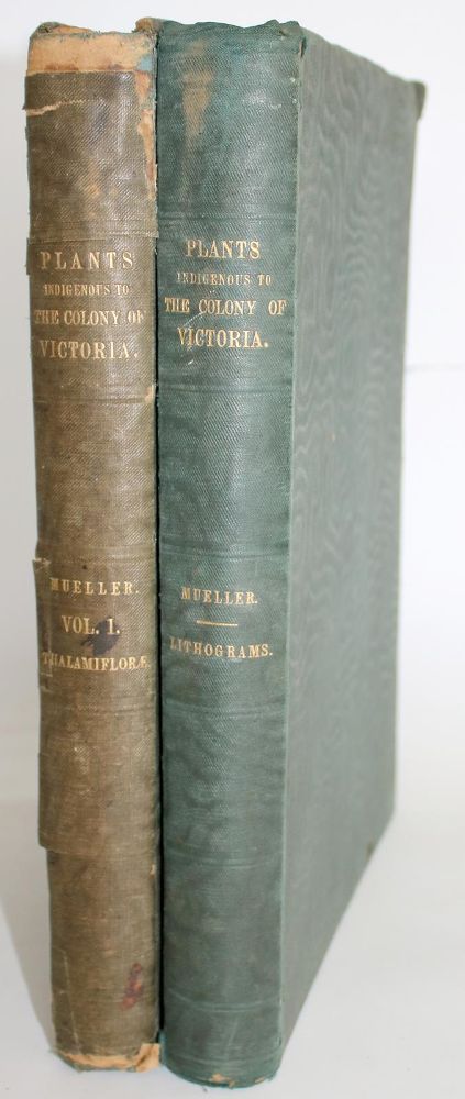 Große Abbildung Nr.3: 143-1780 Mueller,F.v.: (Botanik, Australien)