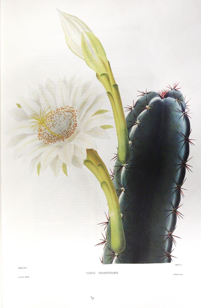Große Abbildung Nr.4: 143-1781 Candolle,A.P.de.: (Botanik)