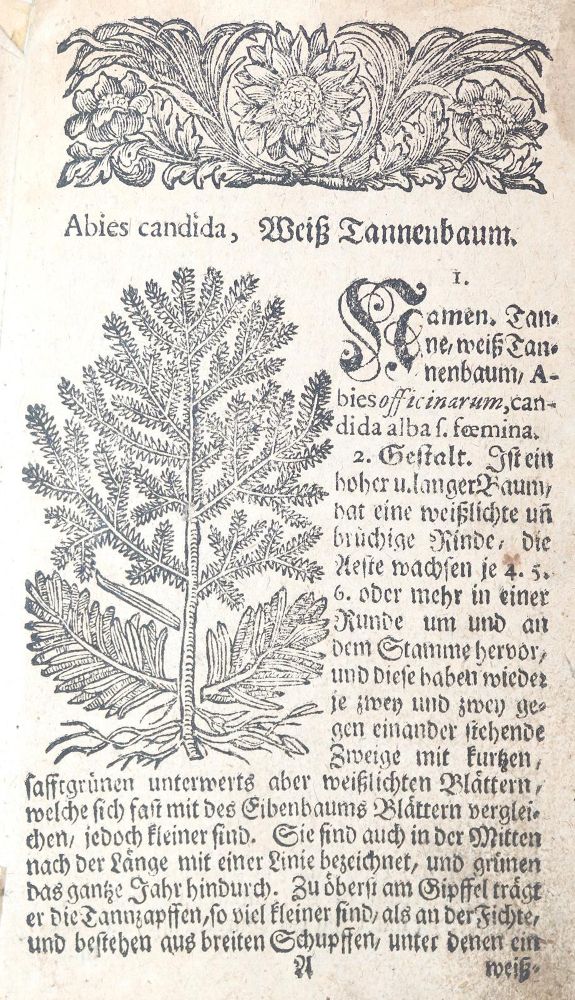 Große Abbildung Nr.1: 143-1791 Müller,S.: (Botanik, Kräuterbücher)