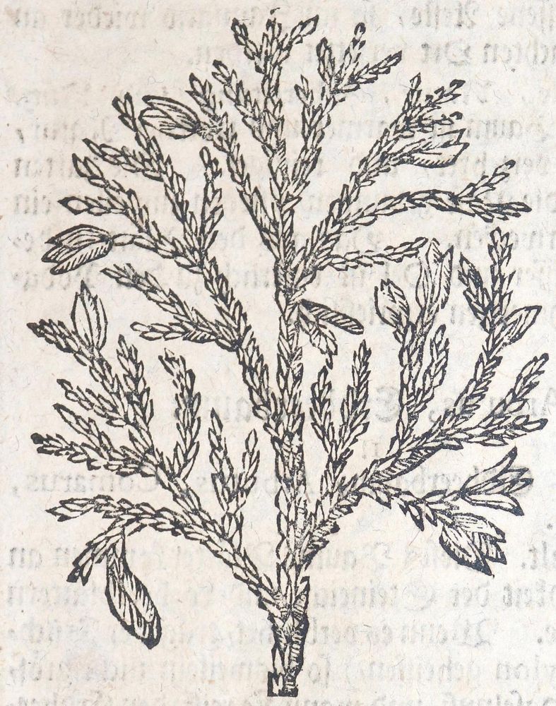 Große Abbildung Nr.2: 143-1791 Müller,S.: (Botanik, Kräuterbücher)