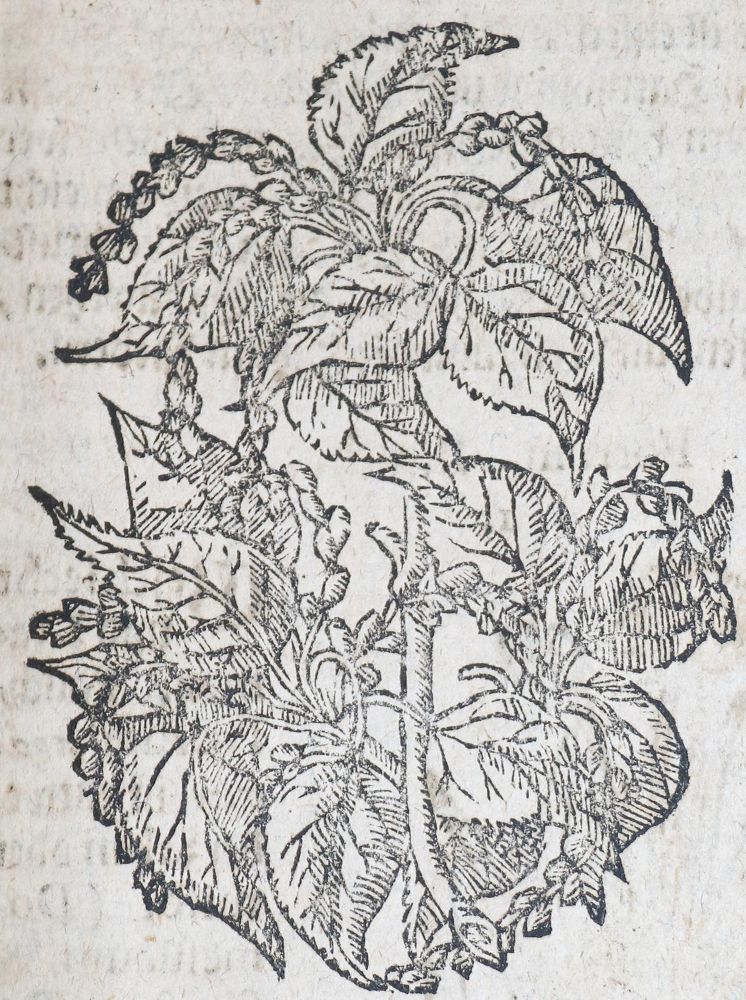 Große Abbildung Nr.3: 143-1791 Müller,S.: (Botanik, Kräuterbücher)