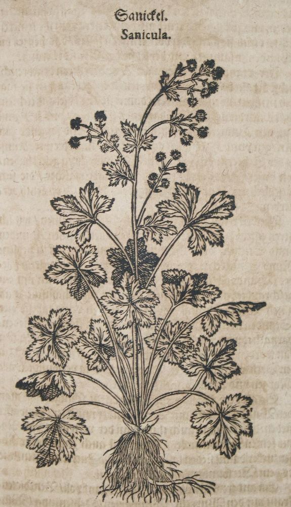 Große Abbildung Nr.1: 143-1792 (Tabernaemontanus,J.T.: (Botanik, Kräuterbücher)