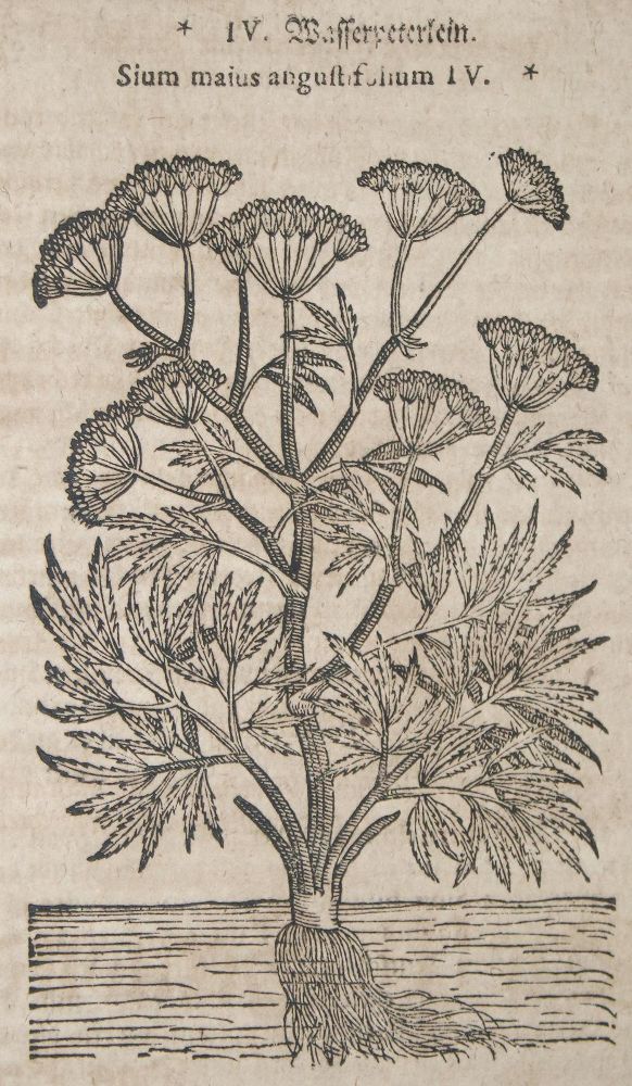 Große Abbildung Nr.3: 143-1792 (Tabernaemontanus,J.T.: (Botanik, Kräuterbücher)