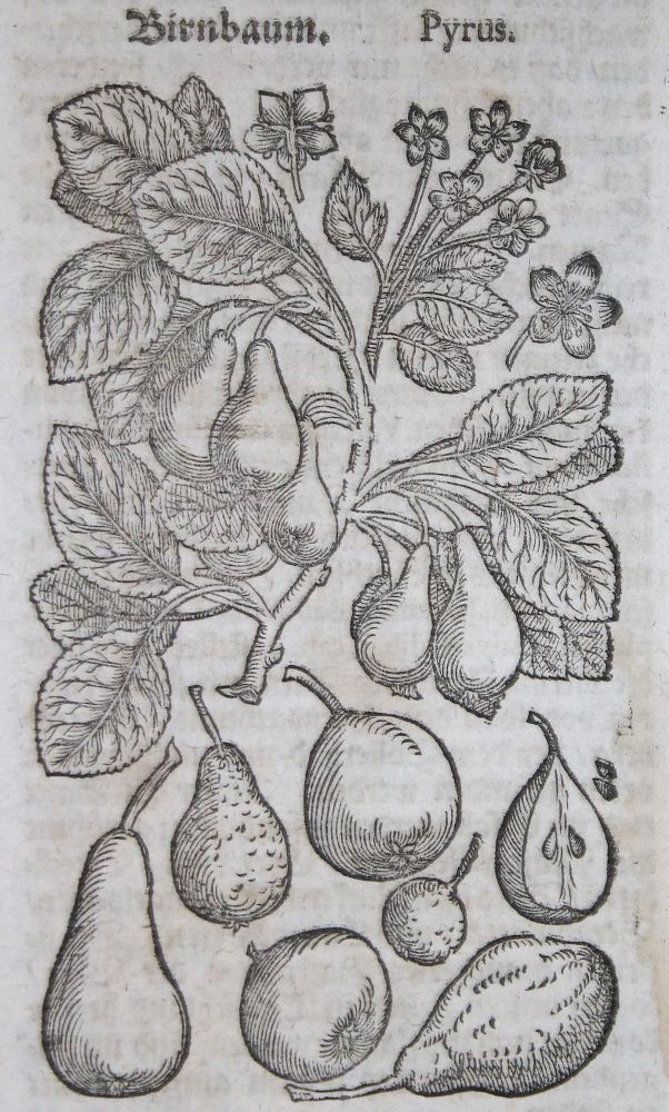 Große Abbildung Nr.2: 143-1793 Zwinger,T.: (Botanik, Kräuterbücher)