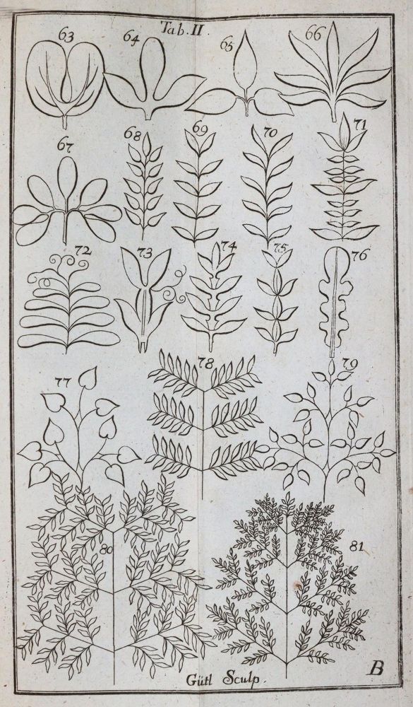 Große Abbildung Nr.2: 143-1794 Linné,C.v.: (Botanik)