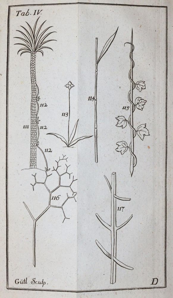 Große Abbildung Nr.3: 143-1794 Linné,C.v.: (Botanik)
