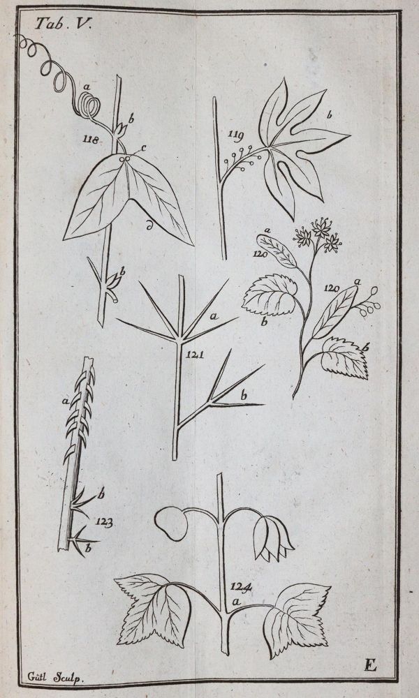 Große Abbildung Nr.4: 143-1794 Linné,C.v.: (Botanik)