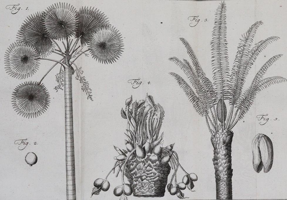 Große Abbildung Nr.3: 143-1797 Linné,C.v.: (Botanik)