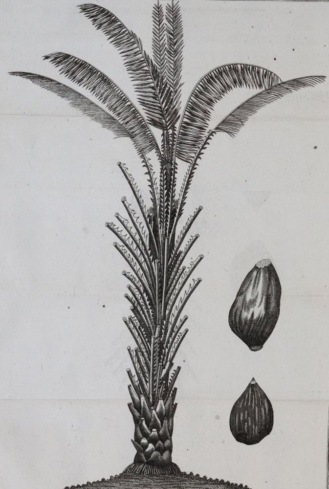 Große Abbildung Nr.4: 143-1797 Linné,C.v.: (Botanik)