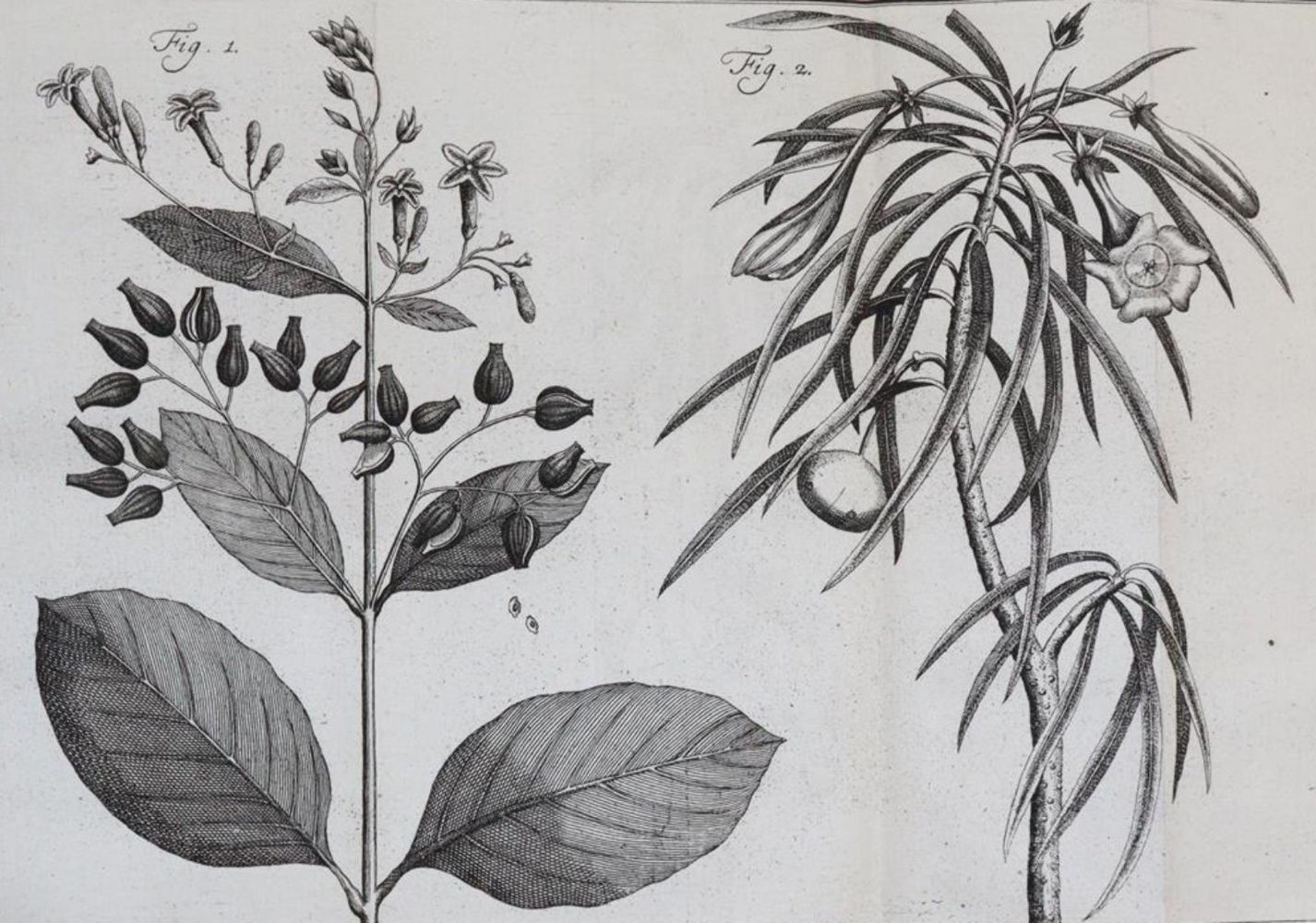 Große Abbildung Nr.5: 143-1797 Linné,C.v.: (Botanik)