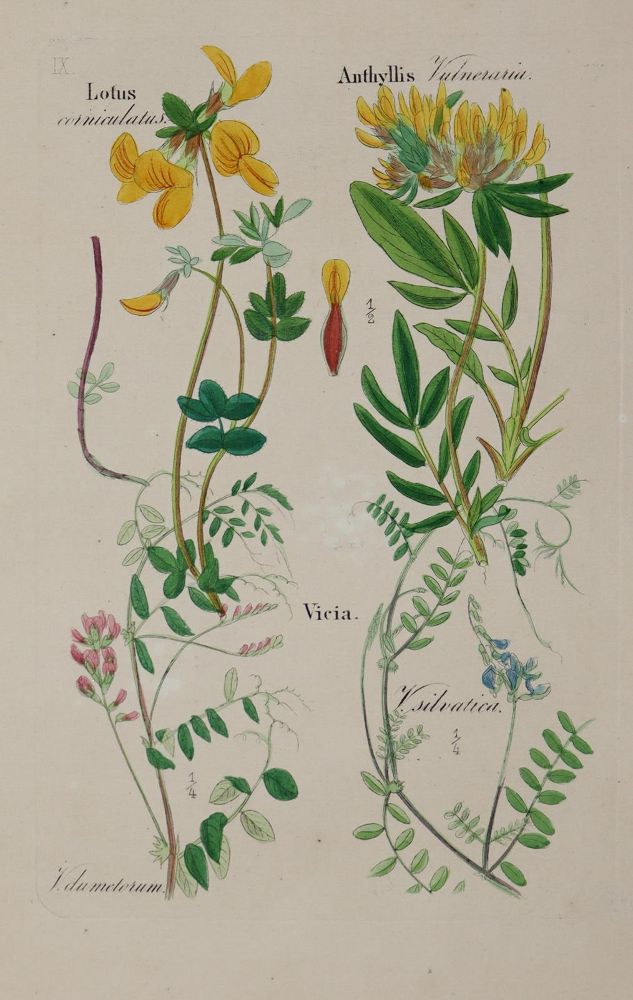 Große Abbildung Nr.3: 143-1798 Loebe,W. (Hrsg.).: (Botanik)