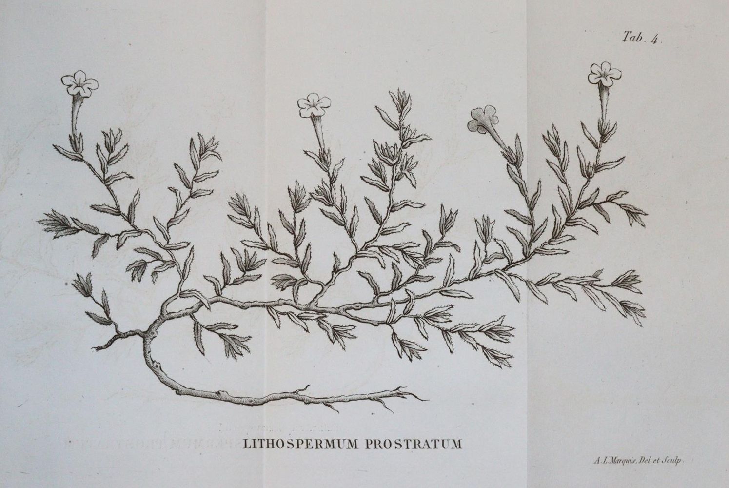 Große Abbildung Nr.1: 143-1799 Loiseleur Deslongchamps,J.L.A.: (Botanik)