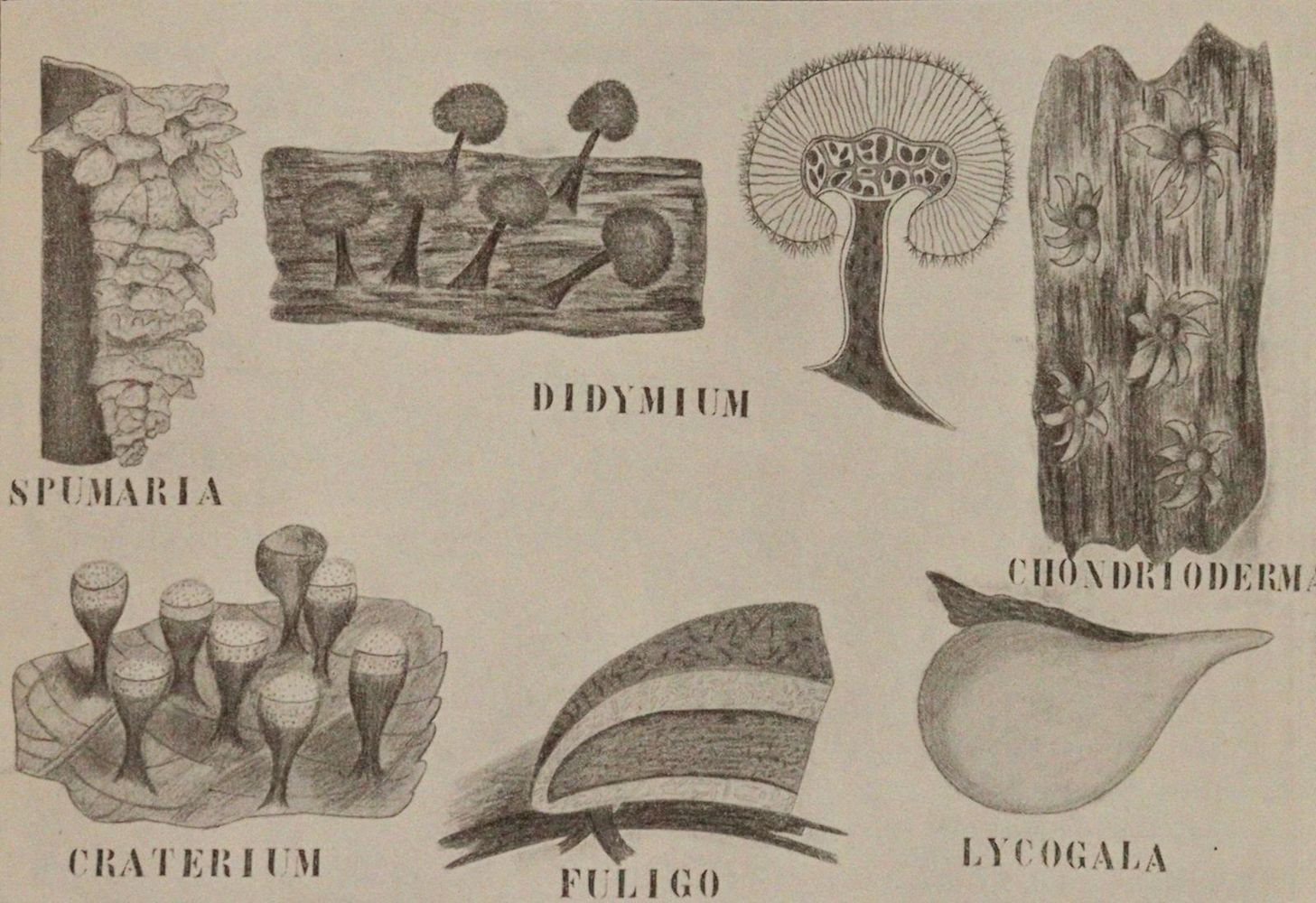 Große Abbildung Nr.2: 143-1800 Lotsy,J.P.: (Botanik)