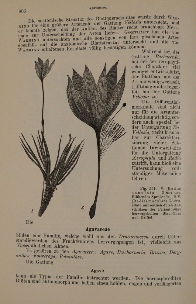 Große Abbildung Nr.4: 143-1800 Lotsy,J.P.: (Botanik)