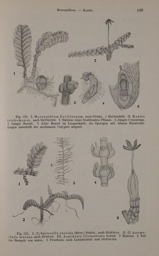 Große Abbildung Nr.5: 143-1800 Lotsy,J.P.: (Botanik)