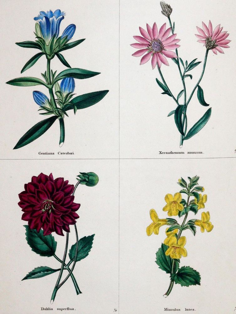 Große Abbildung Nr.1: 143-1801 Maund,B.: (Botanik)