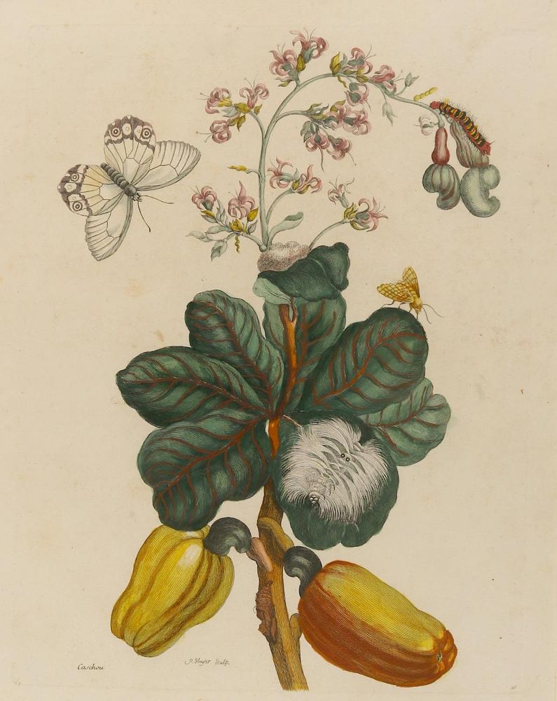 Große Abbildung Nr.1: 143-1802 Merian, Maria Sibylla: (Botanik)