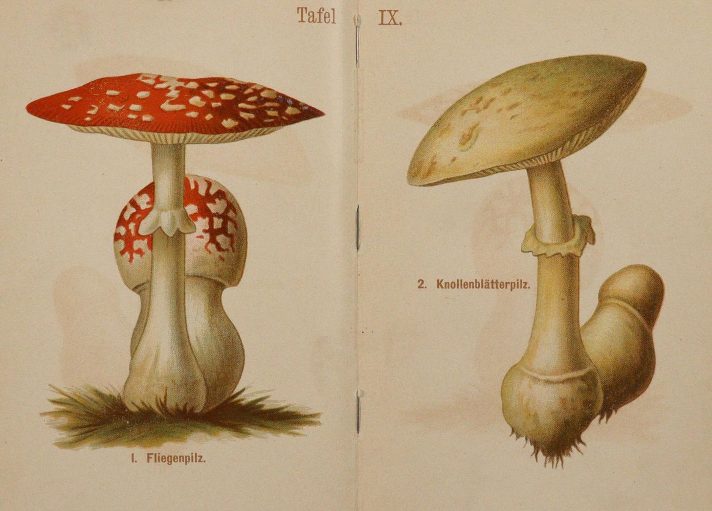 Große Abbildung Nr.2: 143-1805 Sammlung: (Botanik, Pilze)