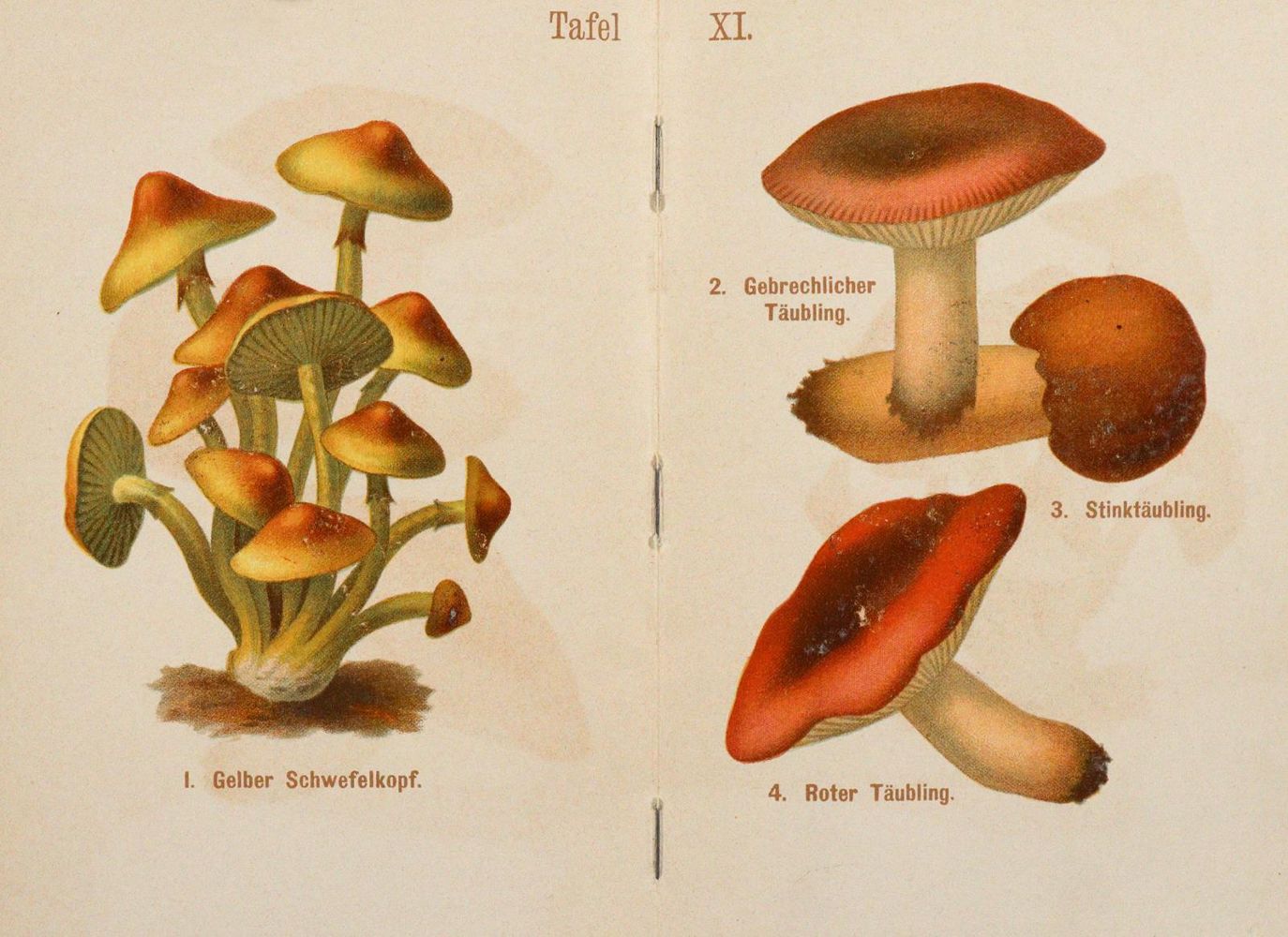 Große Abbildung Nr.4: 143-1805 Sammlung: (Botanik, Pilze)