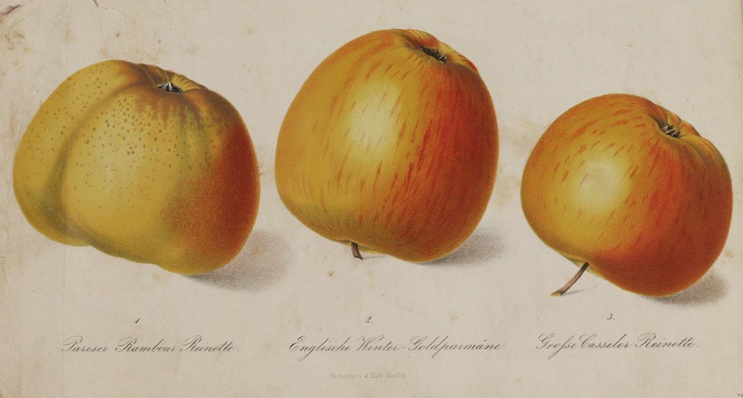 Große Abbildung Nr.4: 143-1806 Regel,E. (Hrsg.).: (Botanik)