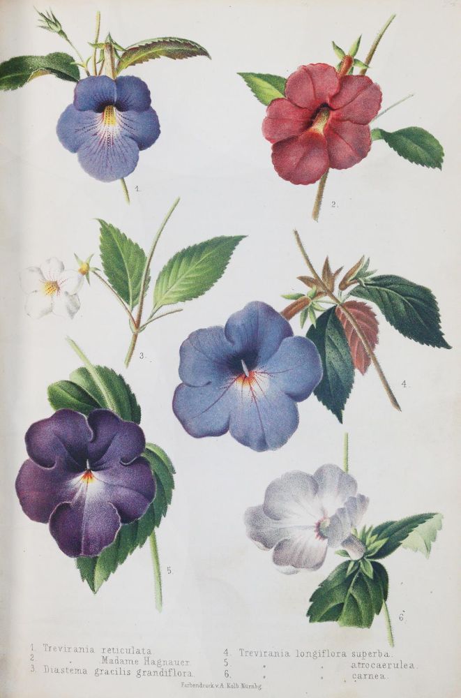 Große Abbildung Nr.5: 143-1806 Regel,E. (Hrsg.).: (Botanik)