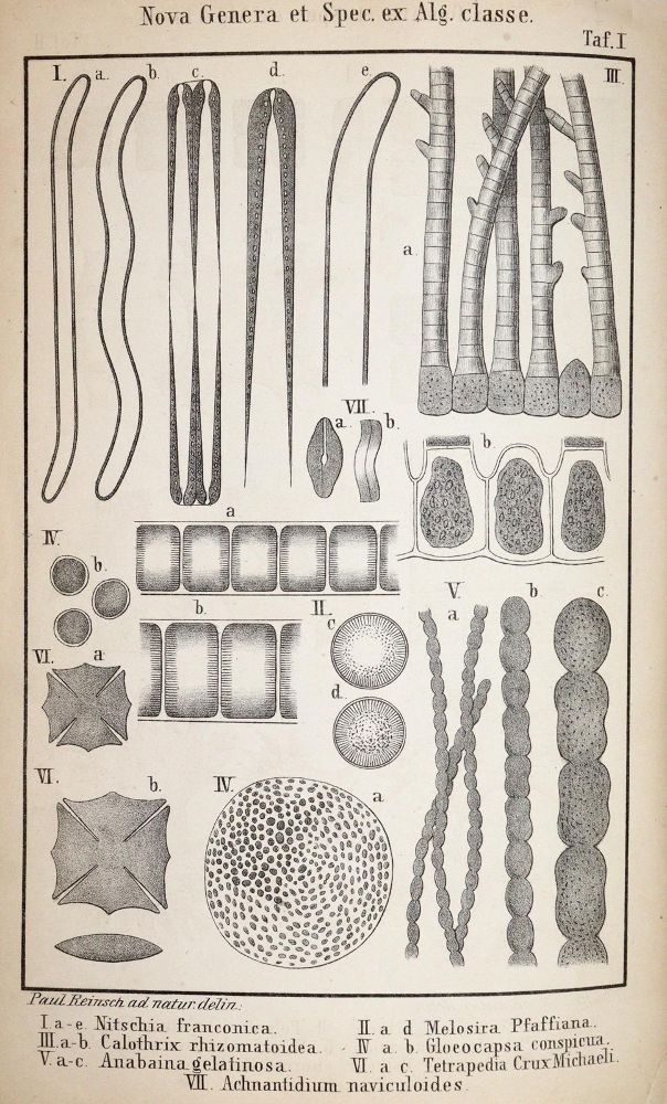 Große Abbildung Nr.2: 143-1807 Reinsch,P.(A.).: (Botanik)