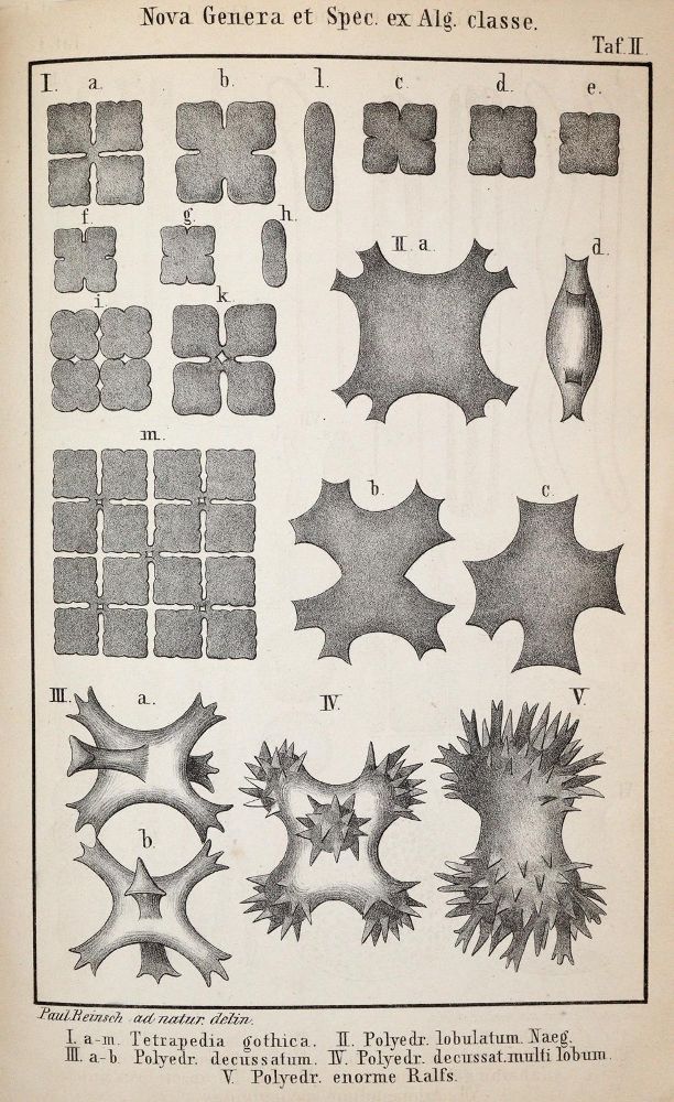 Große Abbildung Nr.3: 143-1807 Reinsch,P.(A.).: (Botanik)