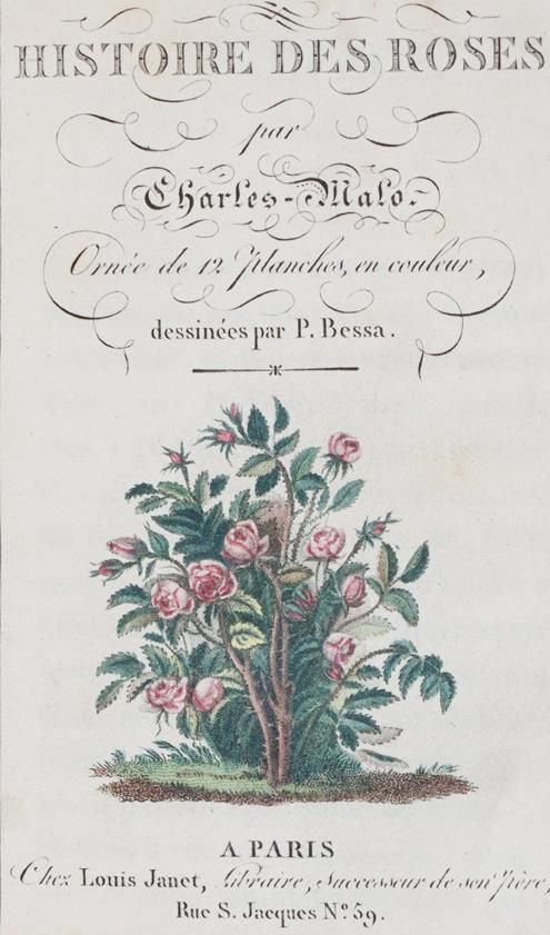 Große Abbildung Nr.1: 143-1808 Malo,C.: (Botanik, Rosen)