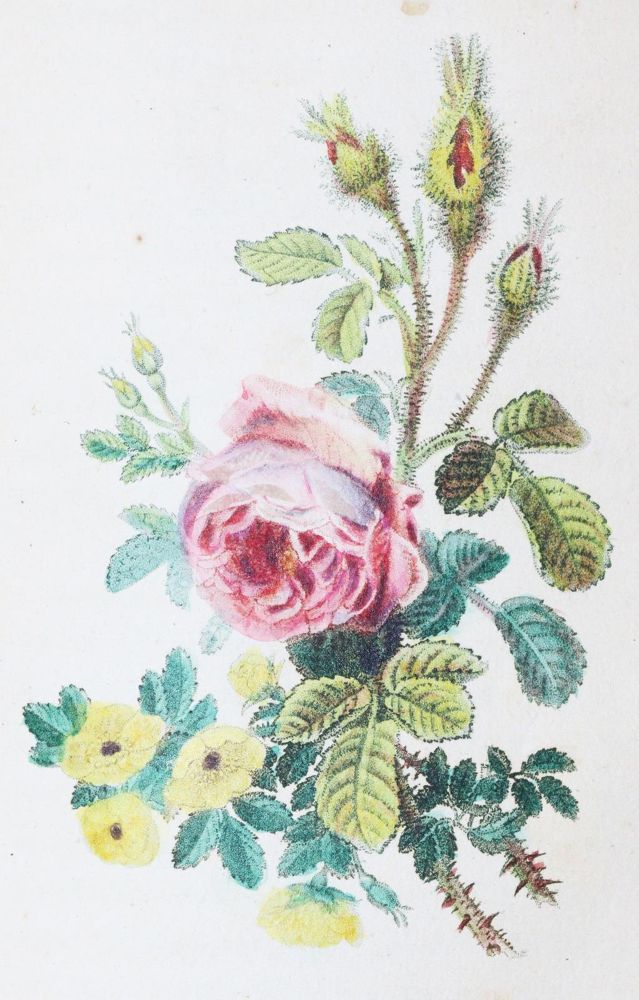 Große Abbildung Nr.2: 143-1808 Malo,C.: (Botanik, Rosen)